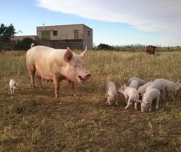 cochinillos