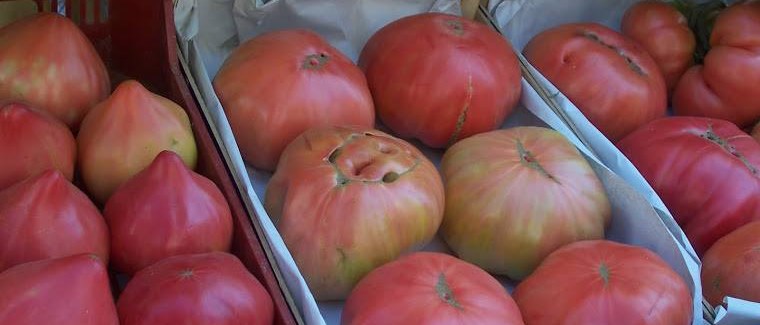 Tomates Mundofruta