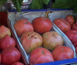 Tomates Mundofruta